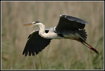 heron_cendre_claude_ruchet