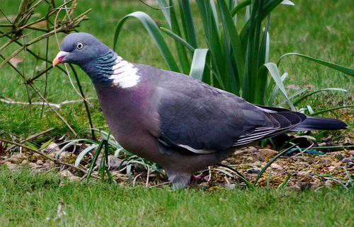 Woodpigeoncloseup