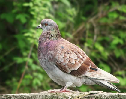 pion-bizet-Luc-Durochet-oiseau.net