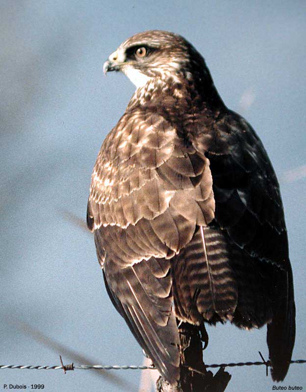 buse variable