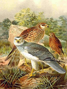 AUDUBON-BUSARDS