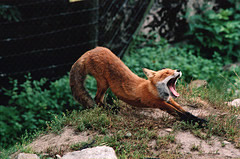 renard01