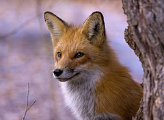 renard04