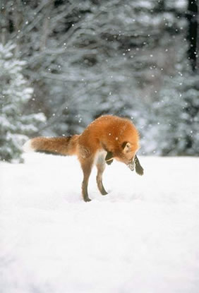 RENARD03