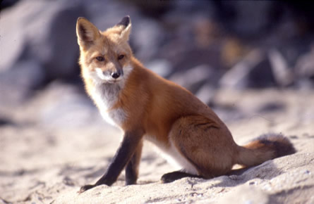 renard02