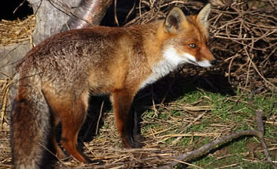 renard04