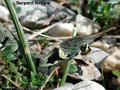 Couleuvre-collier-Natrix