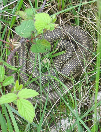 COULEUVRE VERTE