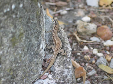 lezard des murailles