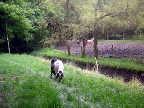 rigole-chevre