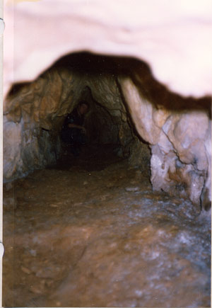 LE-FIGUIER-le-fond
