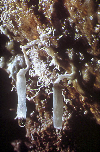 GROTTE-DU-PLOMB