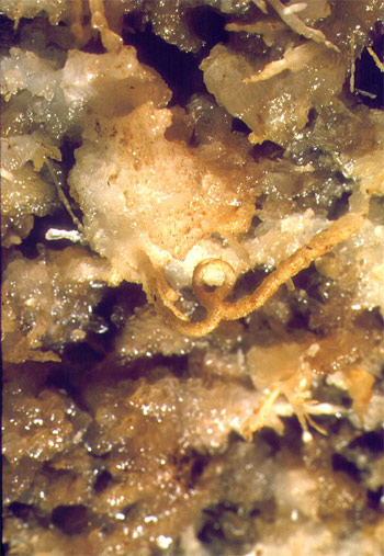 GROTTE-DU-PLOMB